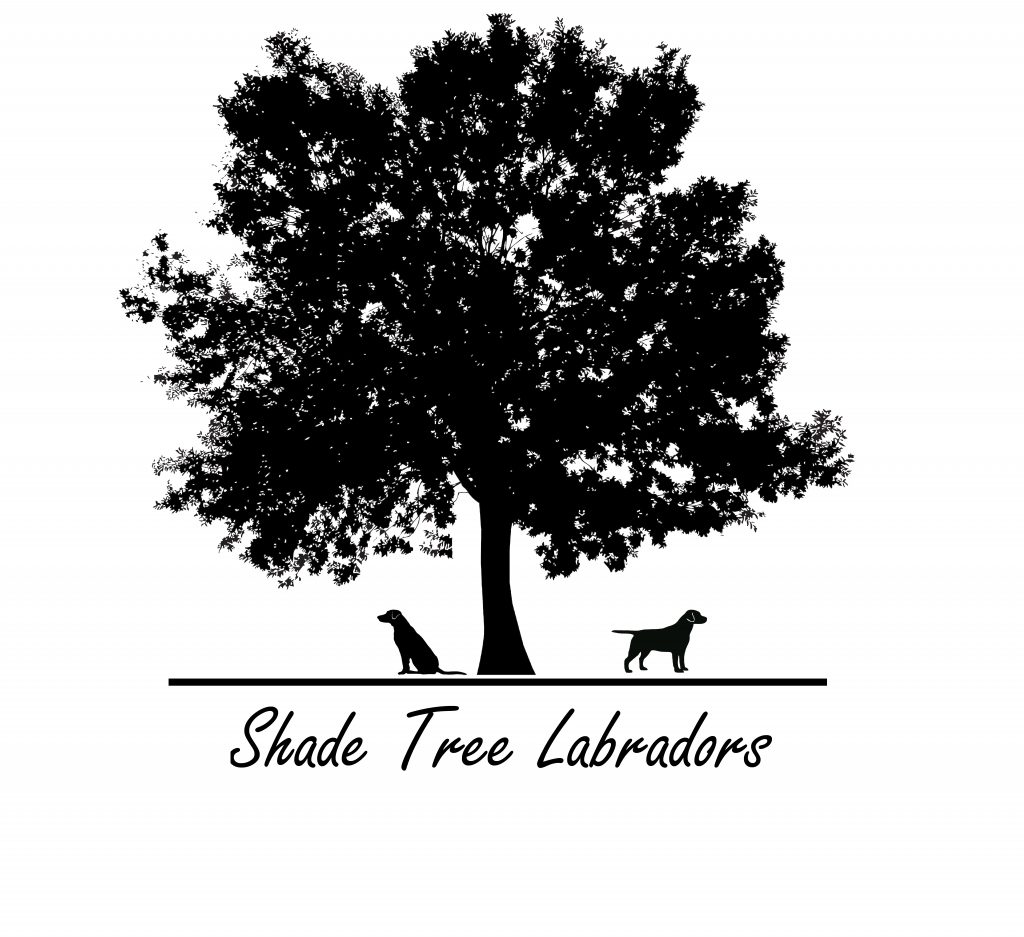 Gallery Shade Tree Labradors